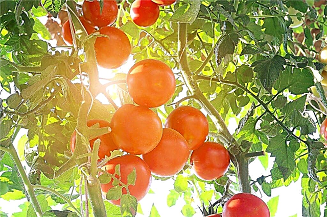 وصف صنف الطماطم Grushovka