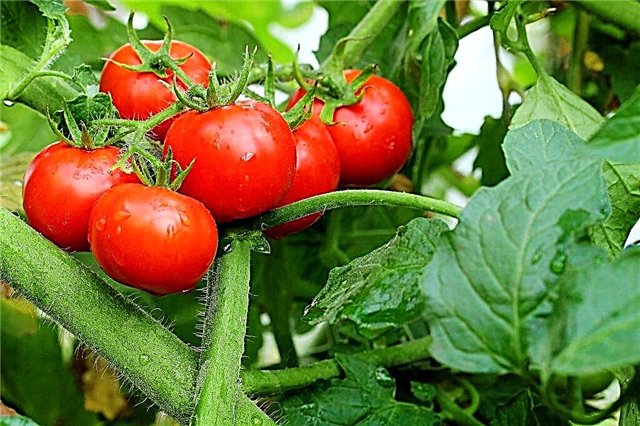 Charakterystyka wybuchu pomidora