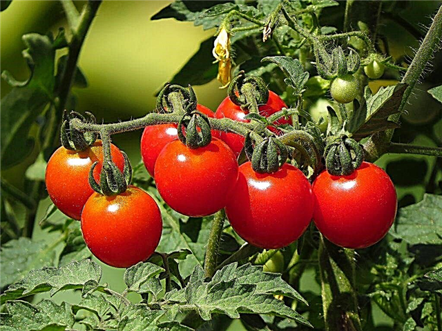 Pomidorų veislės triufelis raudonas