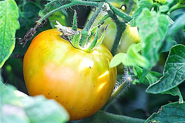 Descrição de tomate Andrômeda