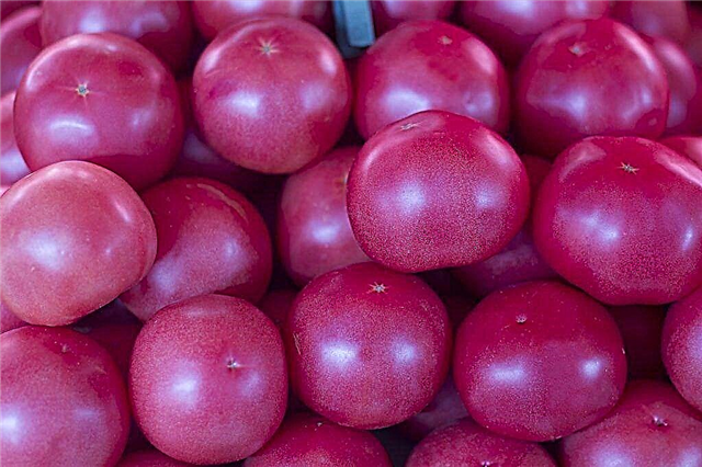 Beschrijving van Pink Paradise tomaten