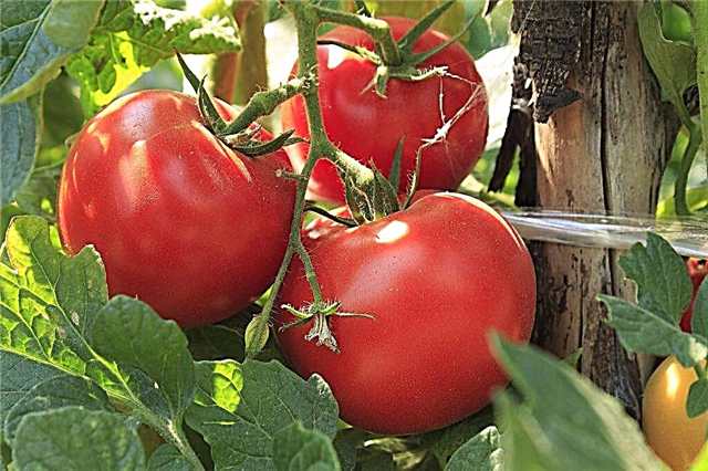 Características do tomate Volgogrado