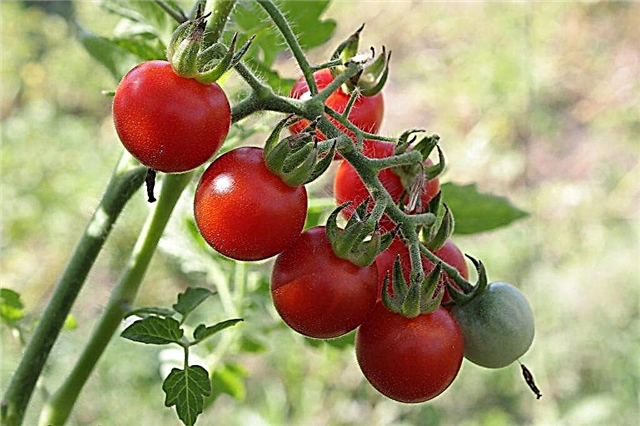 Description of Tomatoes Apple varieties