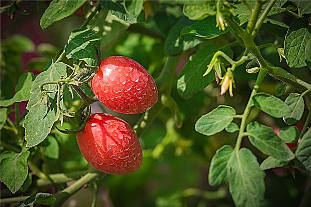 Descrição de De Barao Red Tomato