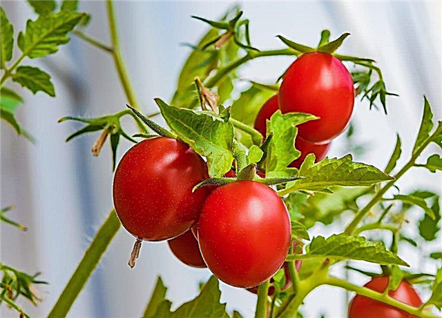 Cuándo y cómo alimentar las plántulas de tomate con levadura