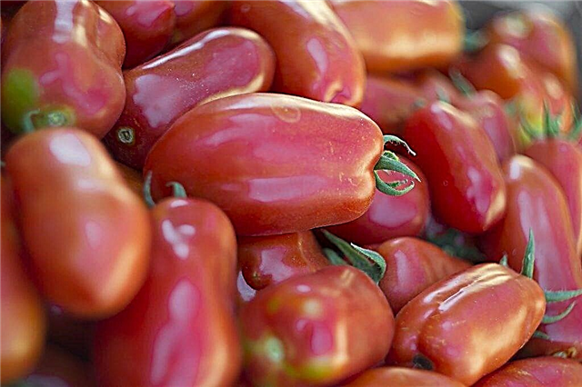 Description des tomates Raketa