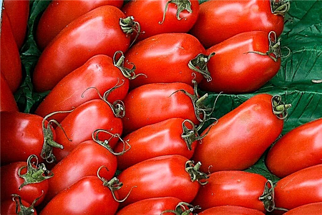 Características de las orejas de tomate bovino