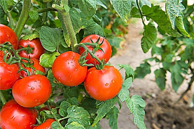 Characteristics and description of the Sanka tomato variety