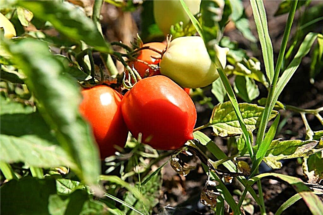 Características del tomate gigante De Barao