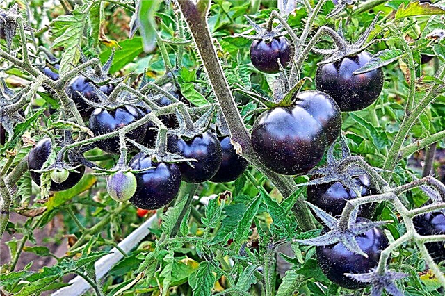 Beschreibung der Tomate De Barao Black