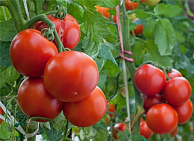 Características del tomate Klush