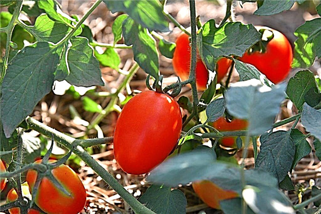 خصائص الطماطم De Barao Tsarsky