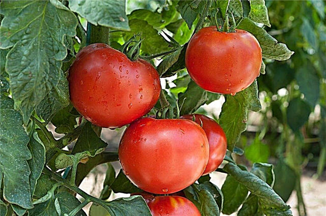 Beskrivelse og egenskaber ved Leopold-tomater