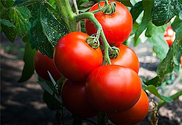 Descripción de la variedad de tomate Liang