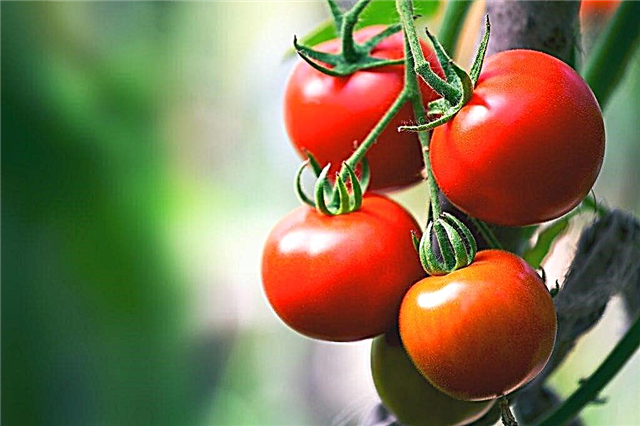 Description and characteristics of Linda tomatoes