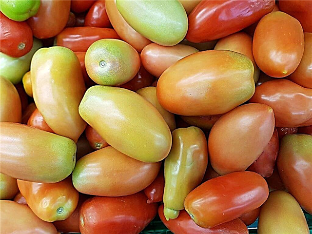 Tomatoes varieties Honey Fingers f1