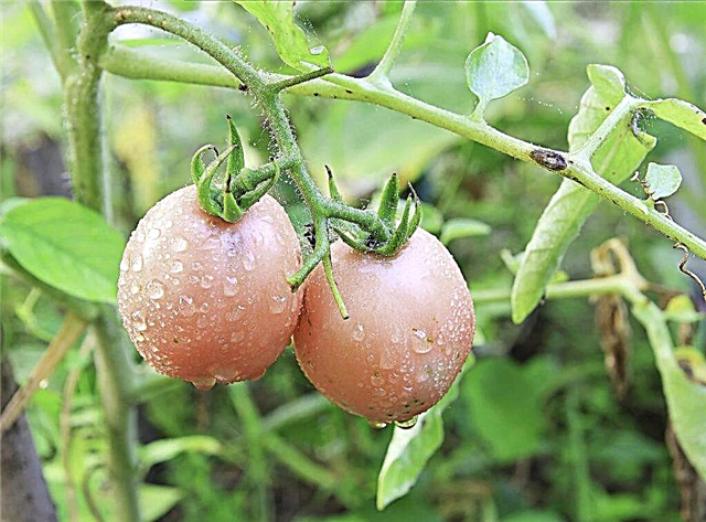 Characteristics of tomato De Barao Pink