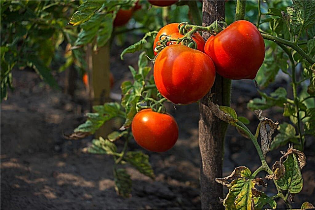 Beschreibung der Tomaten der Sorte Mishka Kosolapy