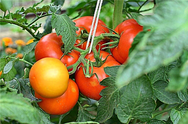 Variété de tomates Verlioka