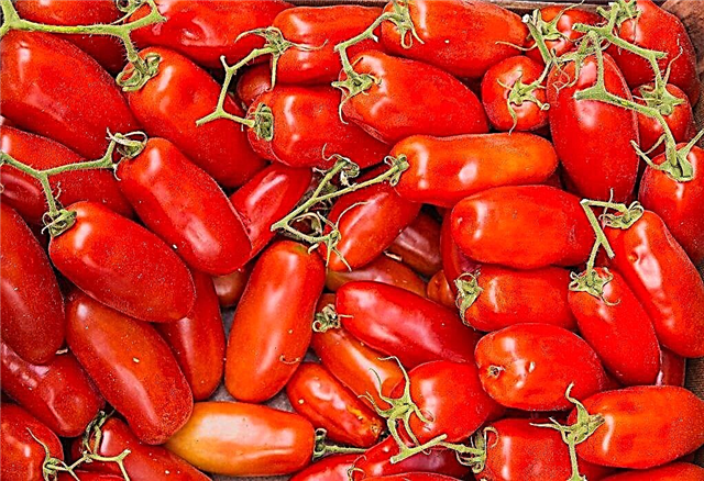 Descripción y características de los tomates de la variedad Lady Fingers.