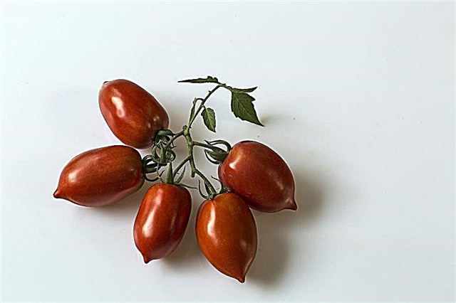 Kenmerken van de Niagara-tomaat