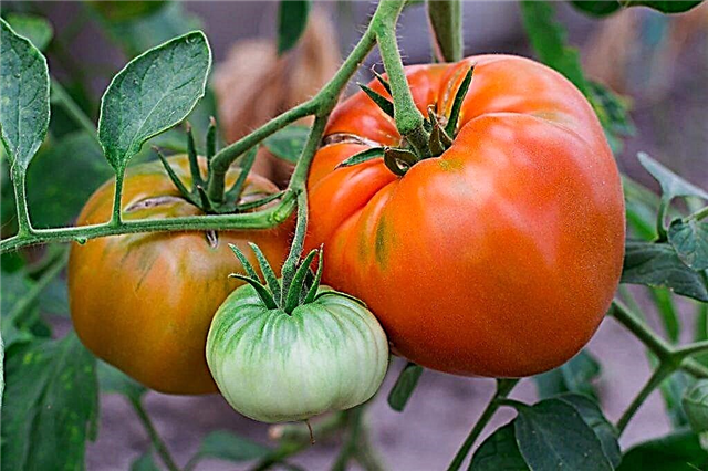 Beschrijving en kenmerken van Bychiy Lob-tomaten