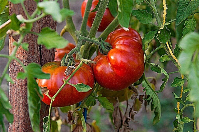 Pomidorų pasididžiavimo Sibire aprašymas
