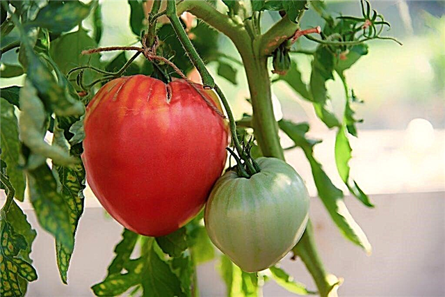 Description and characteristics of tomatoes of the Grandee variety