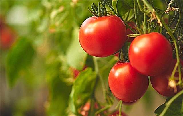 Penerangan mengenai tomato masak awal Siberia