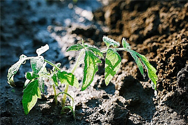 Potassium sulfate application for tomatoes