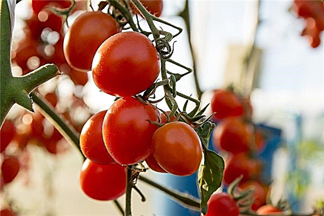 Beskrivning och egenskaper hos De Barao tomat