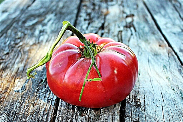 Beskrivelse av tomat bringebærelefant