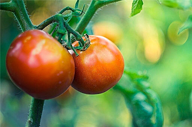 Description and characteristics of tomatoes Kievlyanka