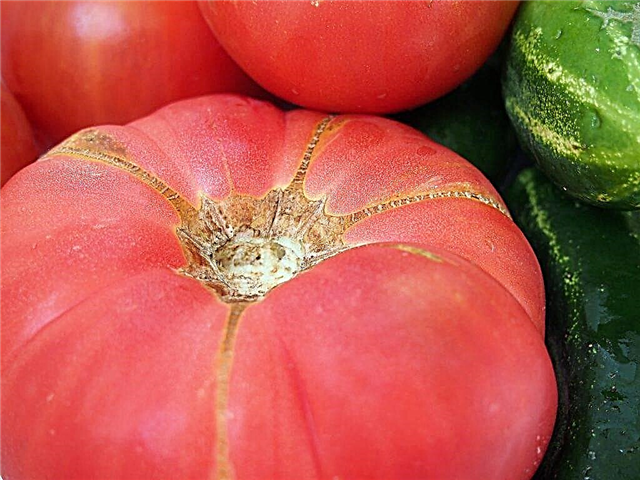 Descrição e características dos tomates da variedade Pink Elephant