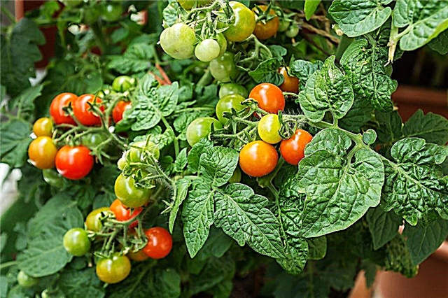 Pomidorų aprašymas ir savybės Balkono stebuklas