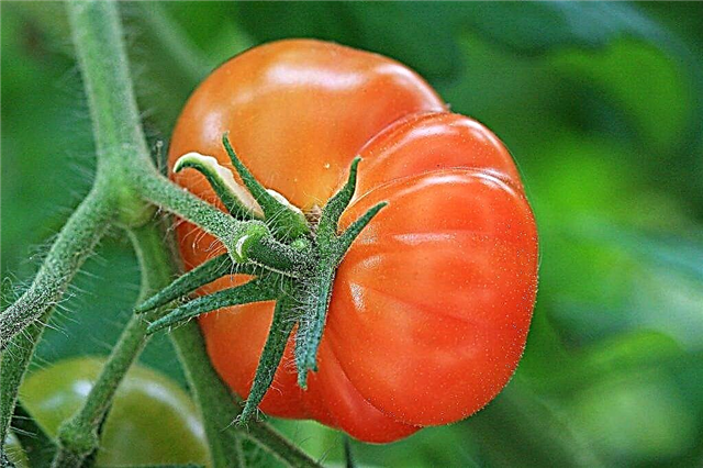 Tomato variety Tsar's gift