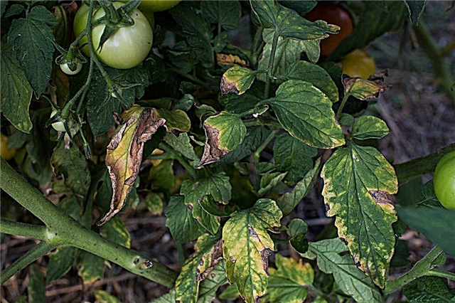 Miks tomati seemikud võivad valgeks muutuda