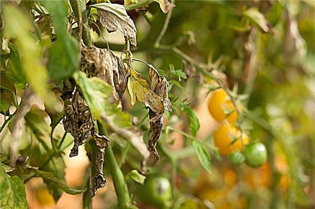 Kampf gegen Spätfäule auf Tomaten