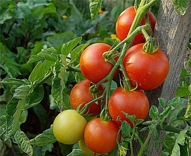 Características de la intuición del tomate