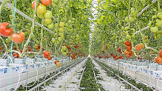 Cómo cultivar tomates hidropónicamente