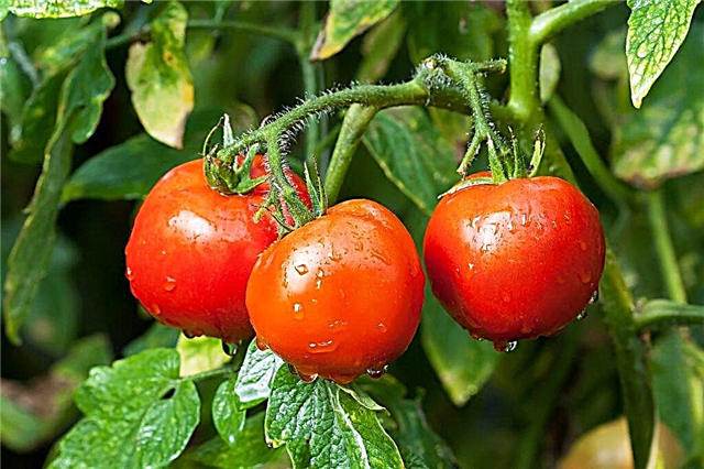 토마토 품종 Dar Zavolzhya의 특성 및 설명