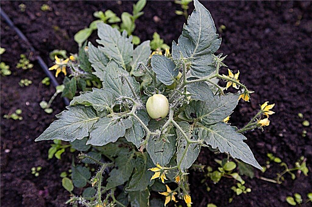Causes of purple tomato seedlings