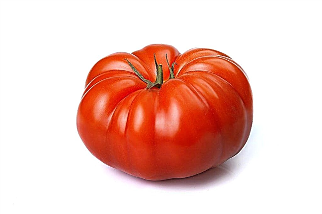 وصف وخصائص ملك الطماطم المبكر