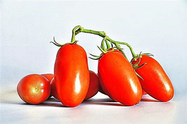 Descripción y características de la variedad de tomate Troika siberiana.