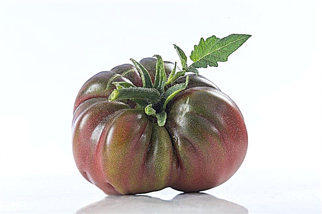 Eigenschaften der Black Elephant Tomate