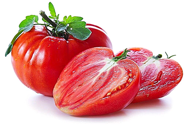 Description of Tomato Market King