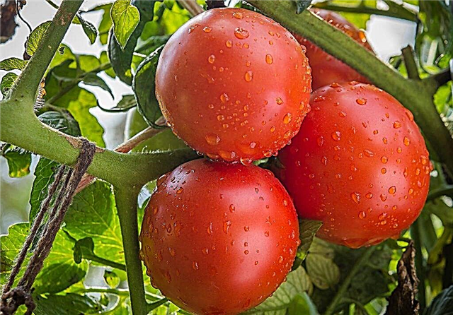 وصف تنوع الطماطم كاتيا