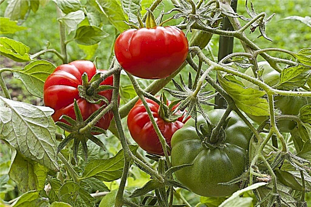 Description de la tomate Rhapsody