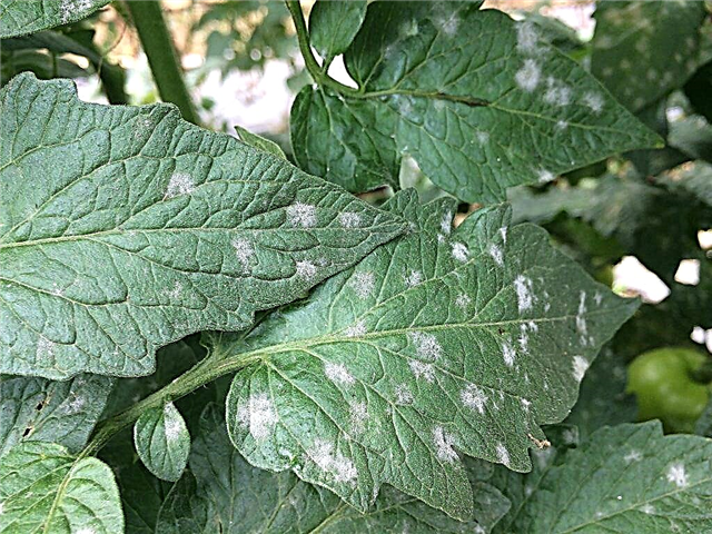 The reason for white spots on tomato leaves