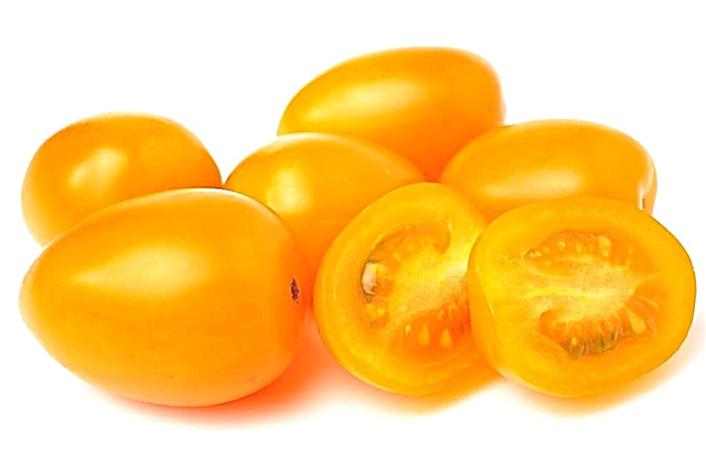 Características dos tomates Zolotoy Konigsberg